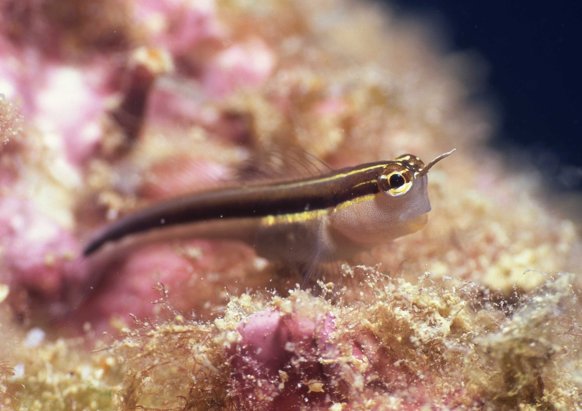 ヒトスジギンポ 生物 粟国アーカイブス