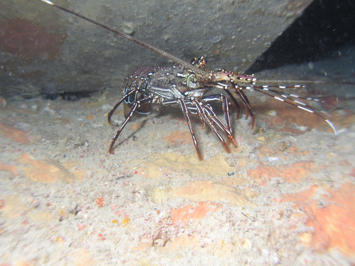 カノコイセエビ 生物 粟国アーカイブス