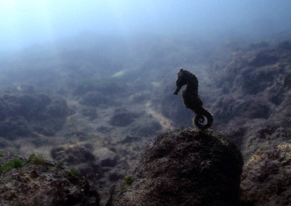 タツノオトシゴ 生物 粟国アーカイブス