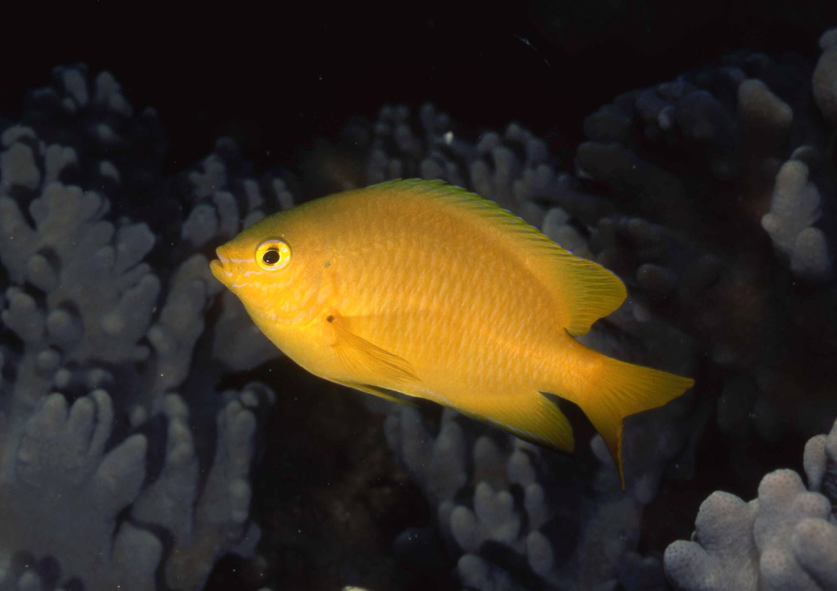 ネッタイスズメダイ 生物 粟国アーカイブス