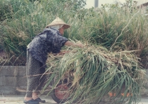 山羊の草刈り