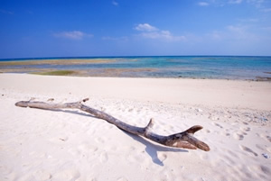 粟国島の浜に打ち上げられた流木
