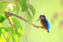 カワセミ