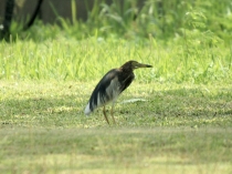 アカガシラサギ