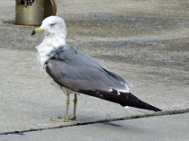 ウミネコ