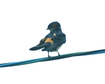 コシアカツバメ
