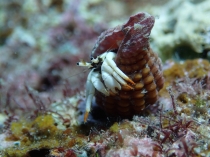 アカツメサンゴヤドカリ