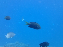 キホシスズメダイ	