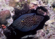 シモフリタナバタウオ