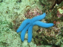 アオヒトデ