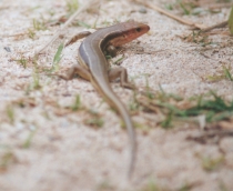 オキナワトカゲ